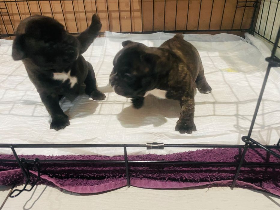 Sprzedam pieska buldog francuski