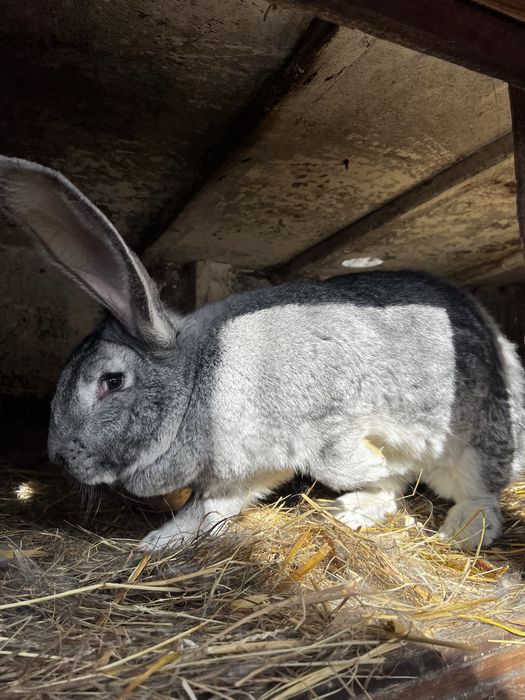 Królik belgijski króliki belgijskie