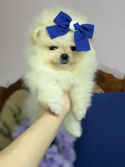 дівчинка шоу классу тип ведмедик