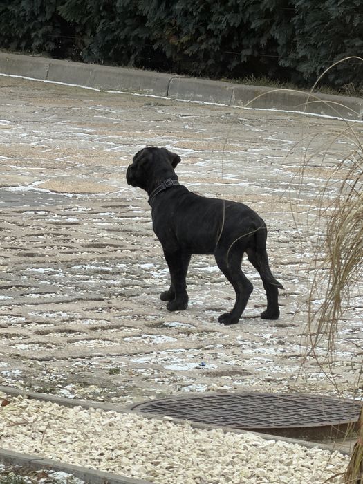 Suczka Cane Corso