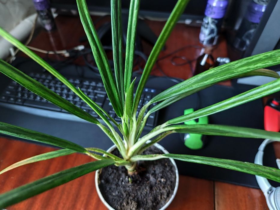 Аглаонема Маракот, Ліпстік пінк, Фрідман