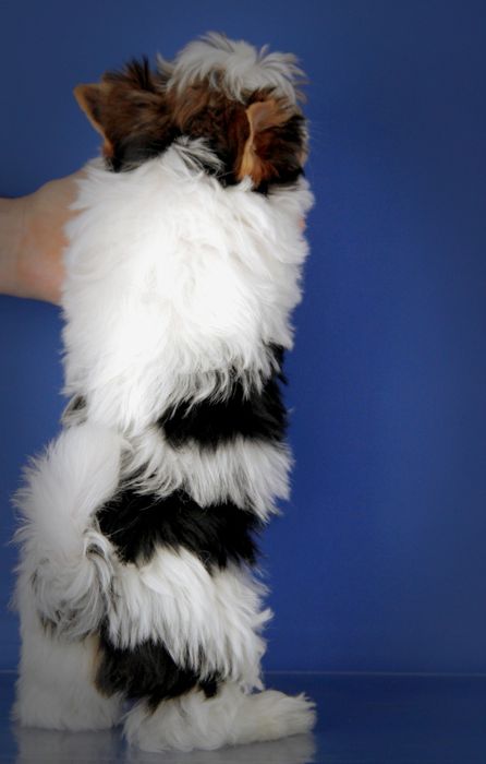 Хлопчики/цуценята бівери