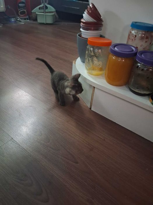 Котята сфінкс брашики