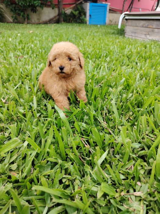 Poodle toy macho