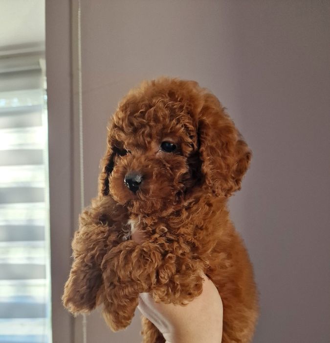 Cudny piesek pudelek toy/mini Red brown