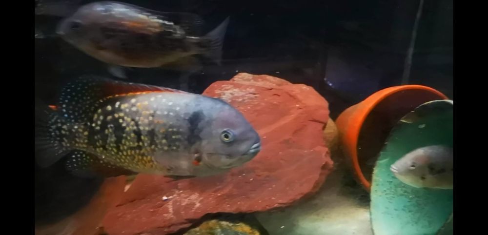 Pielęgnica Tomocichla Asfraci