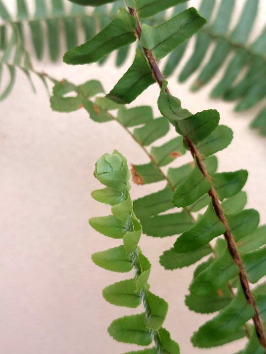 Planta feto- interior/exterior