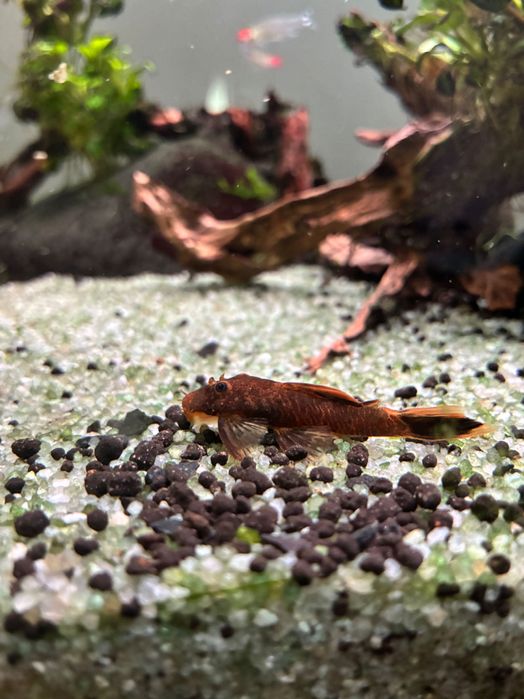 Peixe ancistrus juvenis