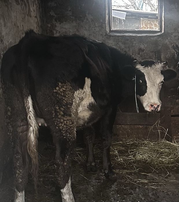 Продам нетеля,корова,корову,первістка