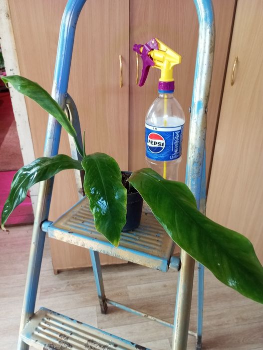 Филодендроны сорта