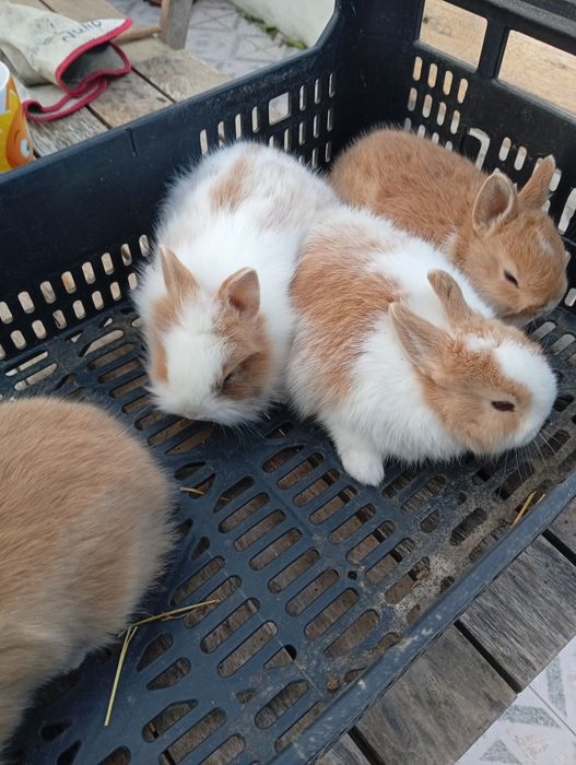 Coelhos anões lindos