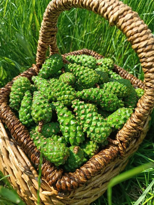 Świeże zielone szyszki sosnowe 3 kg