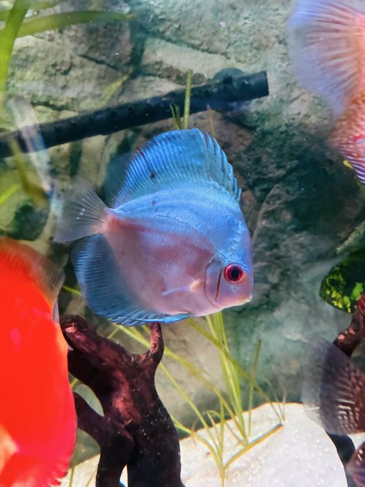 Discus de varias estirpes