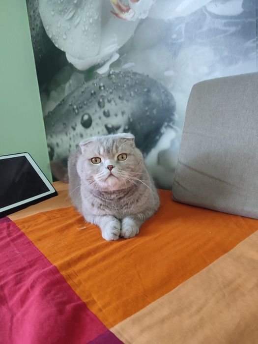 Безкоштовно в добрі руки