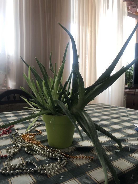 Вазон алоє вера