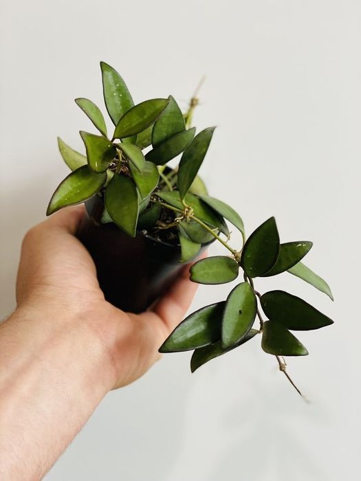 Хойя, Caudata, Curtisii, Rosita, Waettii, Matildea, Linearis