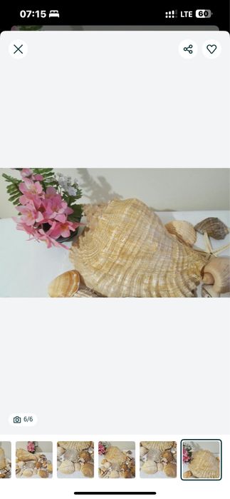 Морські мушлі для декору, для акваріуму