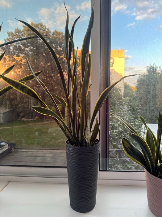 Сансевієрія вазон