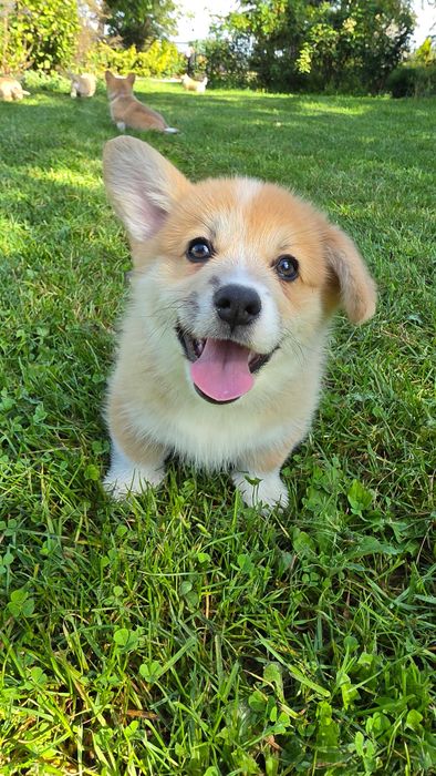 Welsh Corgi Pembroke szczeniak