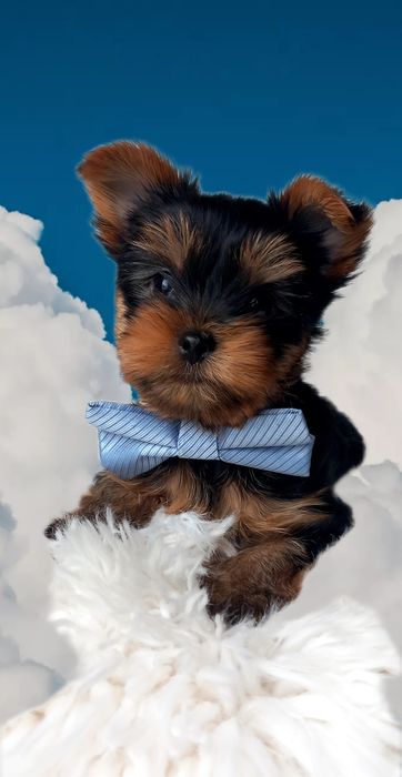 Yorkshire terrier śliczny malutki piesek jak z obrazka