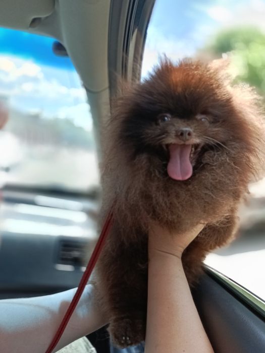 Кобель померанского шпица шоколад вязка.