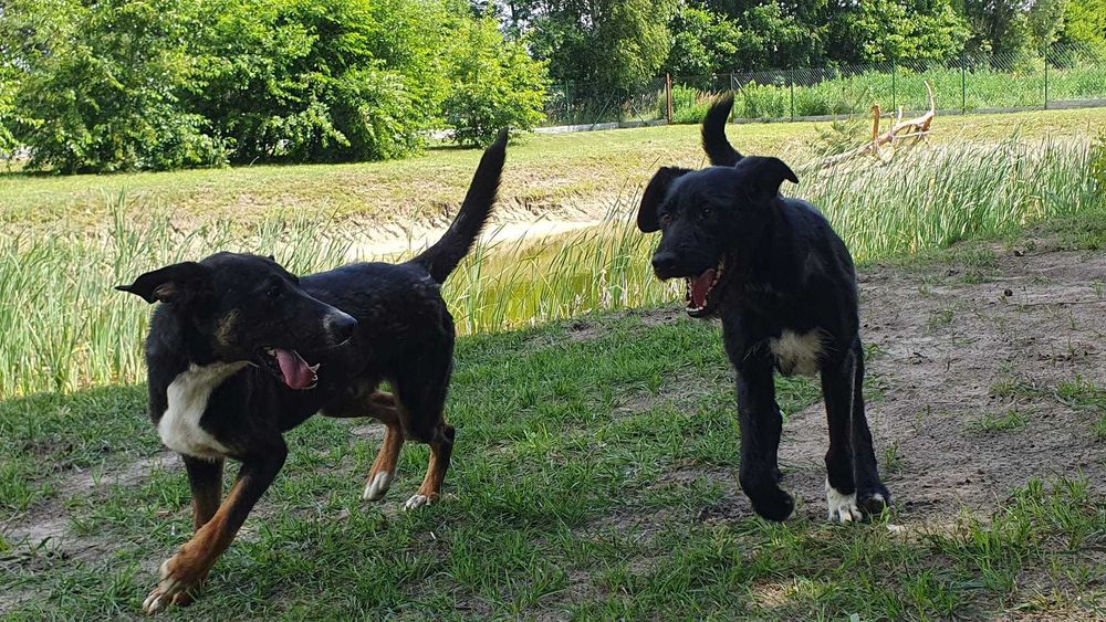 Hugo i Boss  w schronisku w lututowie aktualne