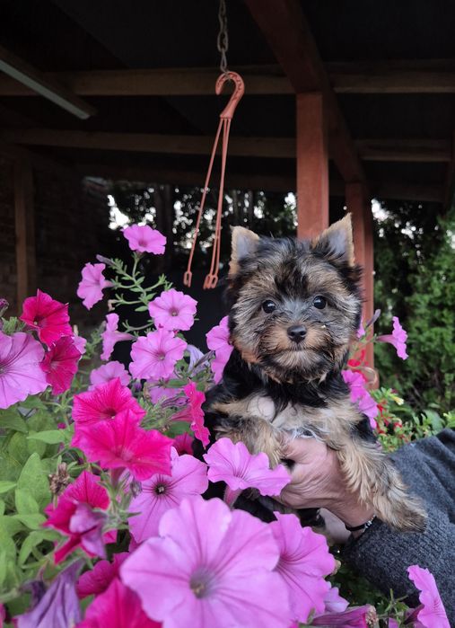 Yorkshire terrier