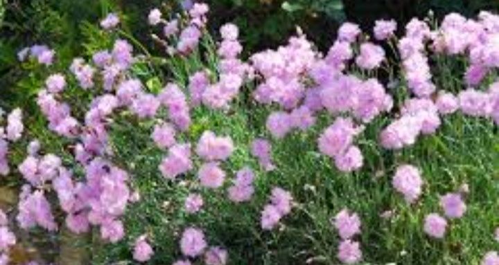 Гвоздика садова, дуже ароматна