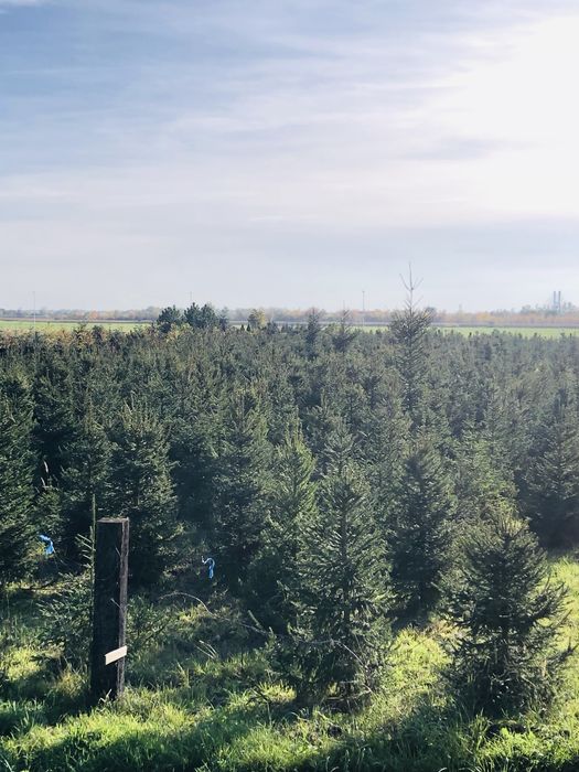 Choinka Wrocław choinki z plantacji