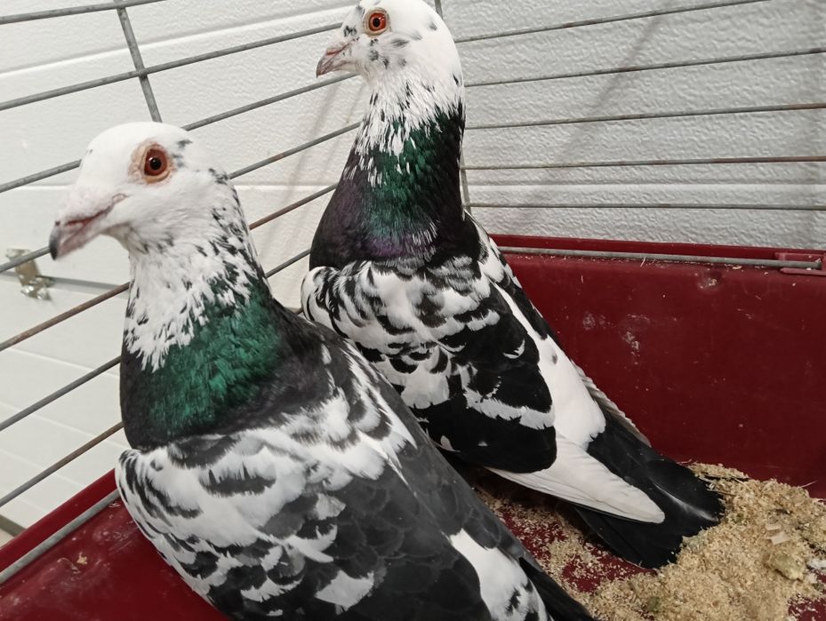 Gołębie tygrysy samczyki