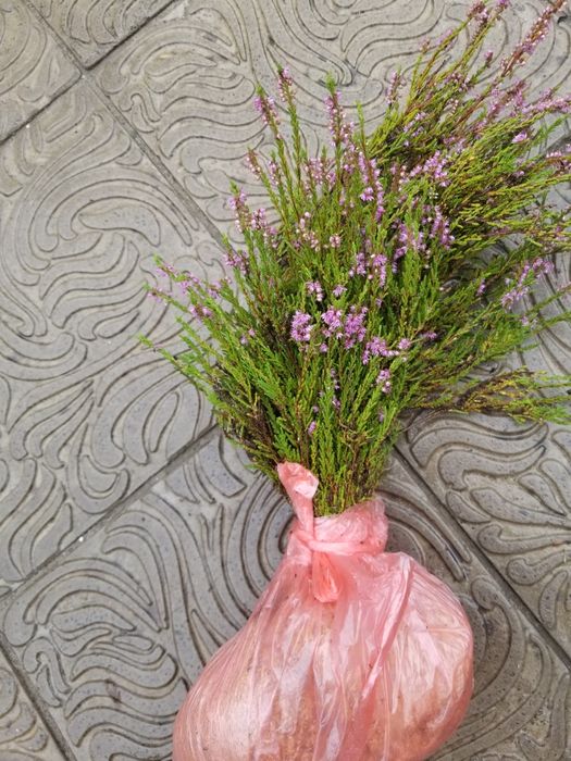 Брусниця, чорниця, верес саджанці