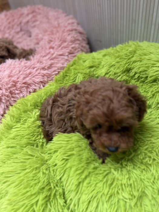 Pudel toy śliczny piesek