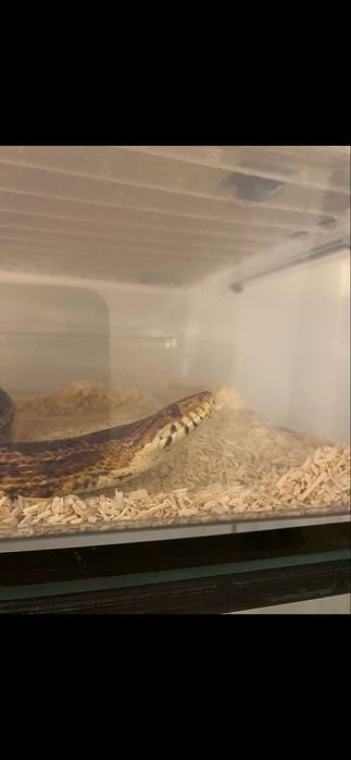 Wąż zbożowy clasic samica