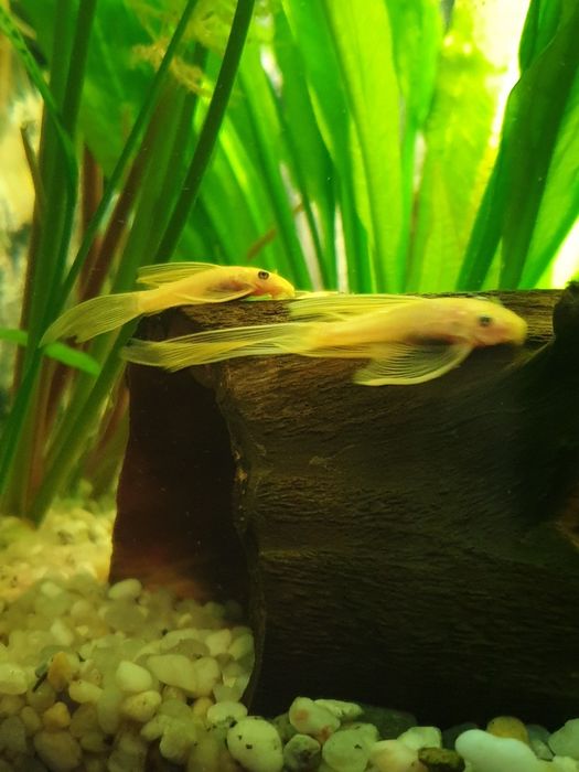 Zbrojnik Glonojad L144 WELONIASTY Rawa Mazowiecka Łódź