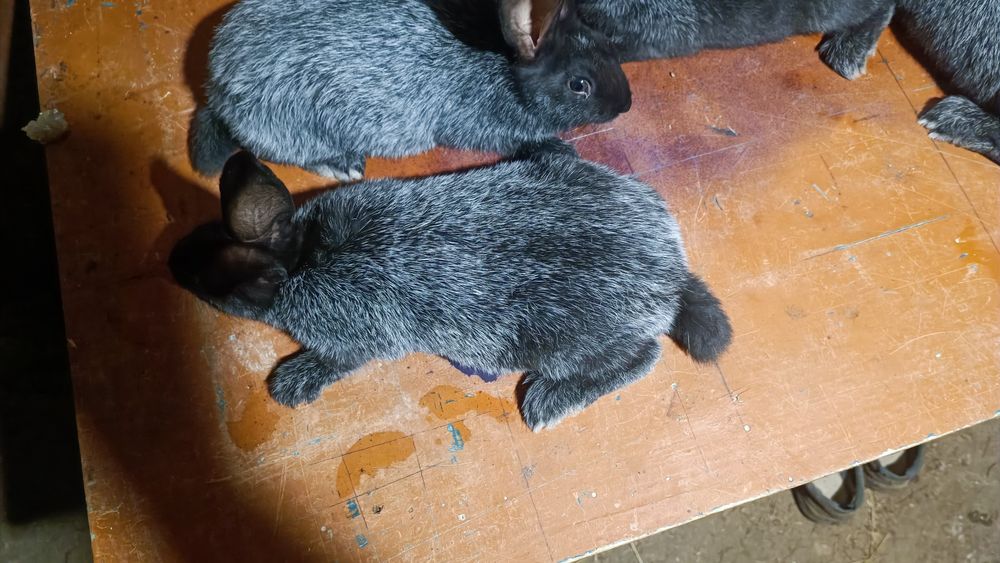 Продам Вагових кролів породи Полтавське Срібло