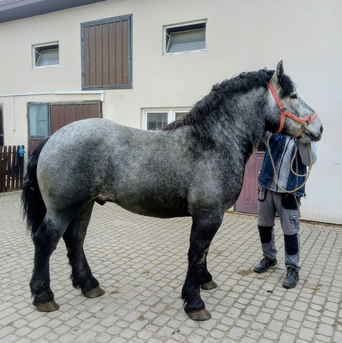 Uran  25 mięs. 167.230.29 .