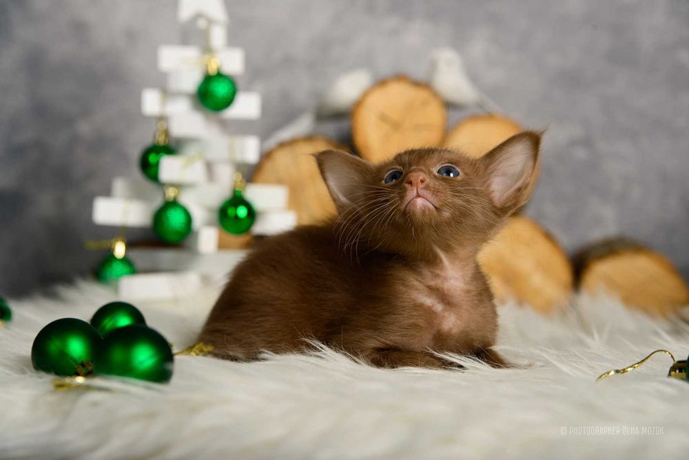 Ориентал. Орієнтал. Кошенята орі