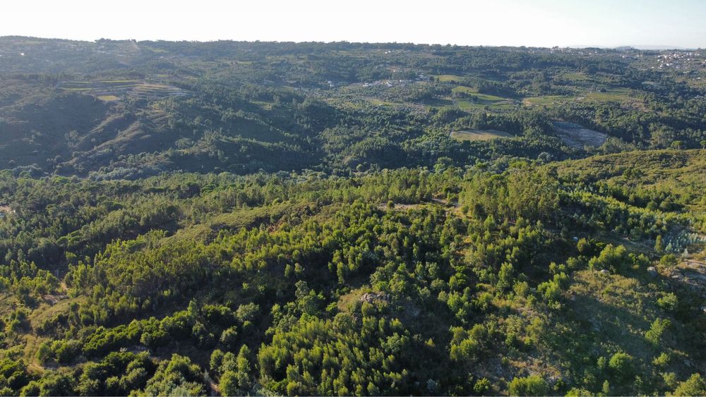 Terreno com 16 hectares para aviários, vinha ou paineis fotovoltaicos