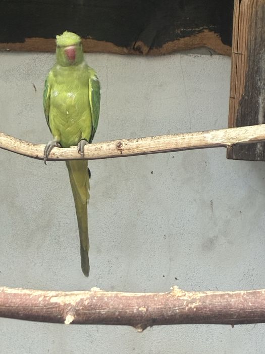 Ring Necks reprodutores e aves de 2025