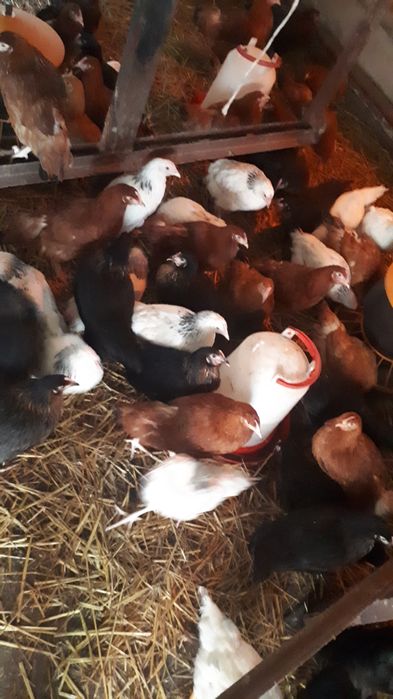 Kury nioski młode rossa rosa sandy dominant