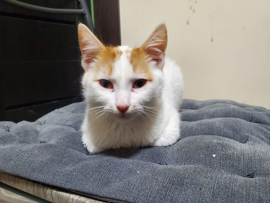 Котинята 1 Хлопчик