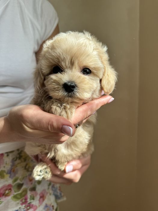 Мальтіпу ф1