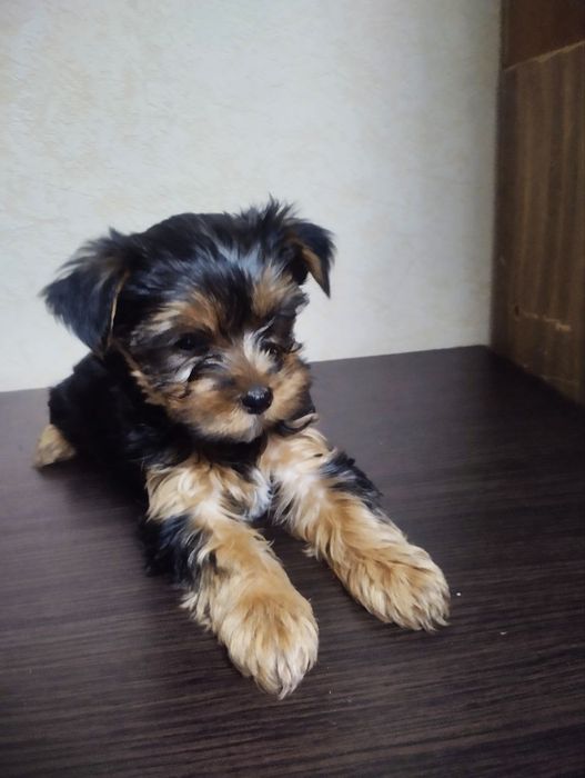 Йоркo дітки недорого