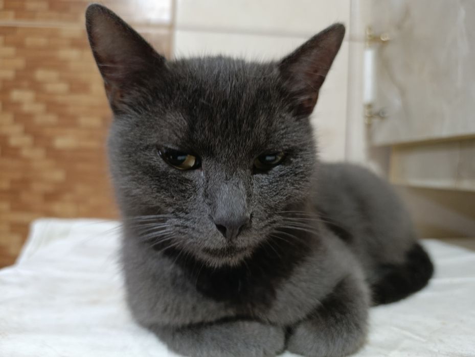 Кіт. Киця. Кошеня.