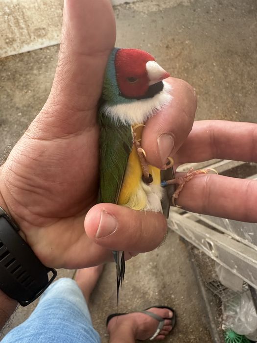 Diamantes gould