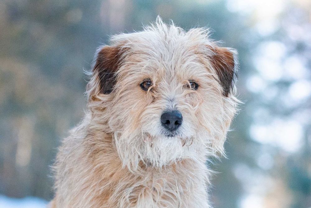 SAFFY - przemilutki, terierkowy psiaczek o łagodnych oczkach