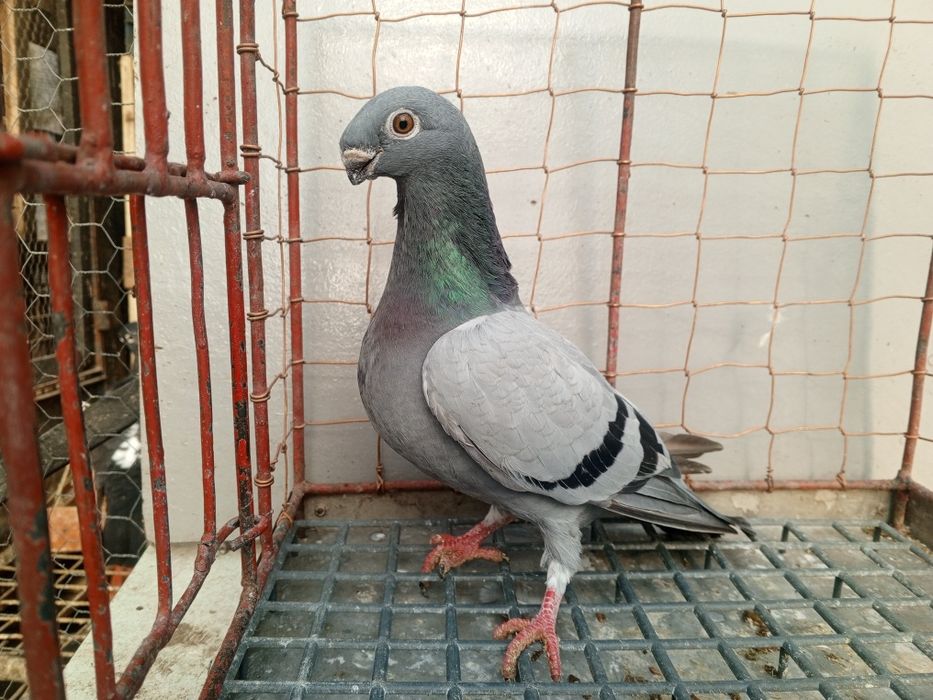 Orlik orliki belgijskie orzełek samica 2024 rok Ptaki gołębie ozdobne