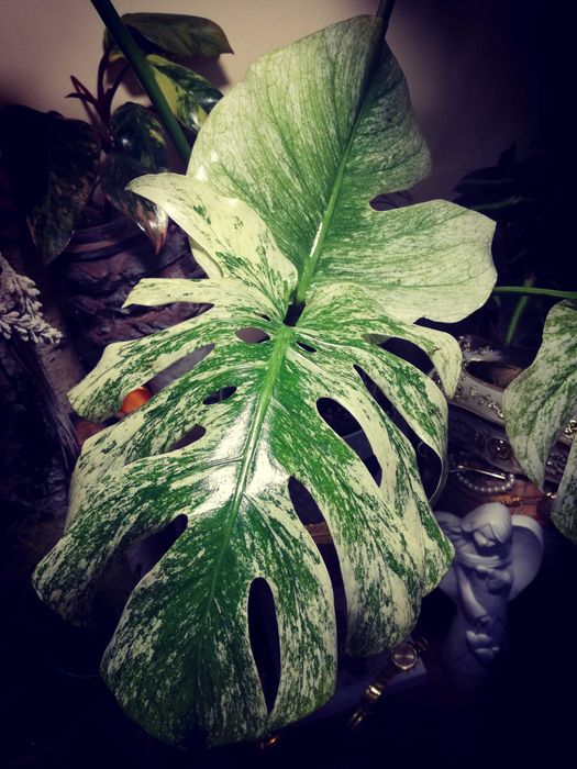 Monstera Mint Albo Variegata Kunzo White Monster NOWA platinum philode