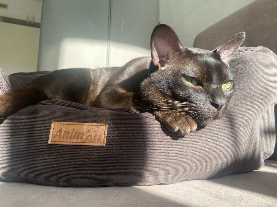 Вязка котик бурми