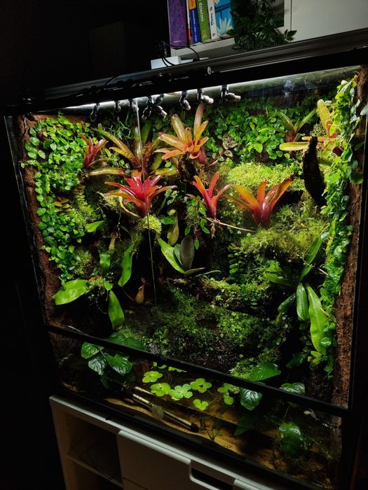 Terrarium tropikalne na zamówienie
